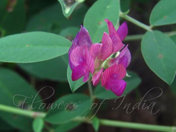 Wedge-Leaf Taverniera